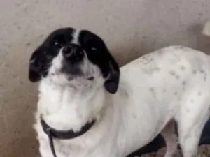 Cachorro raça R.I idade 5 anos nome Luma e Peter