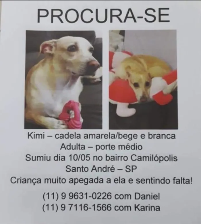 Cachorro ra a Srd idade 2 anos nome Kimi 