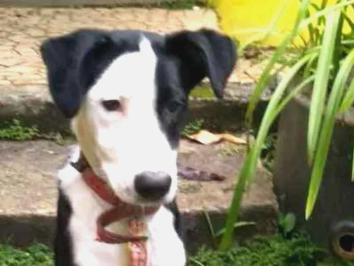 Cachorro ra a Labrador idade 3 anos nome Sansão