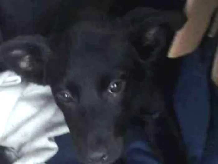 Cachorro ra a SRD idade 2 a 6 meses nome Nina