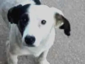 Cachorro raça SRD idade 1 ano nome Sininho