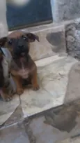 Lindos filhotinho
