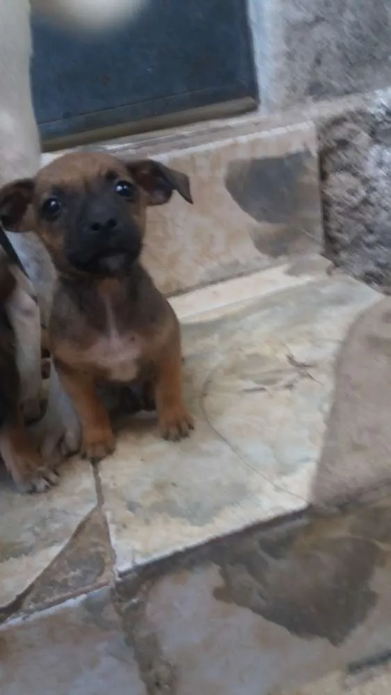 Cachorro raça Vira lata idade 2 a 6 meses nome Lindos filhotinho
