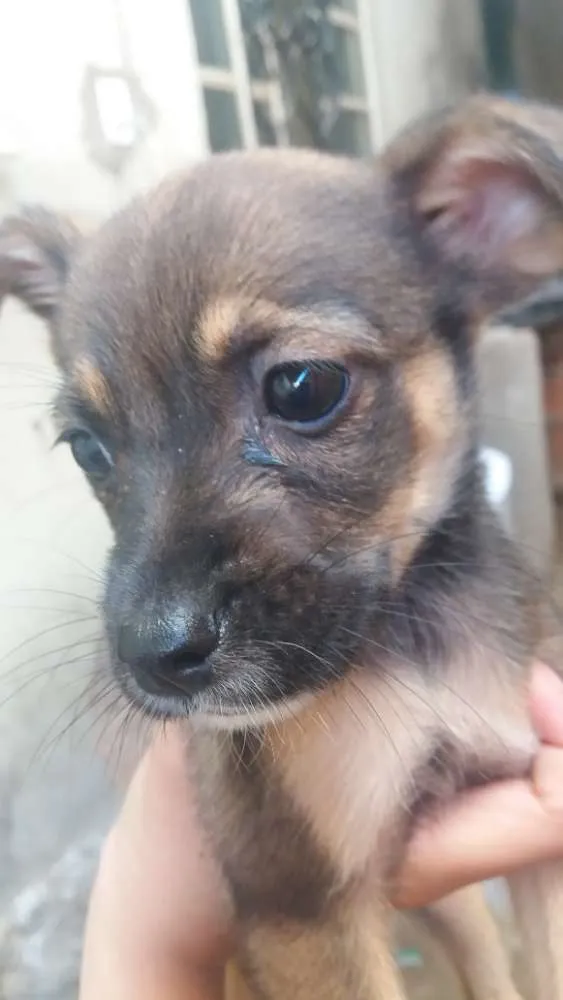 Cachorro raça Vira lata idade 2 a 6 meses nome Lindos filhotinho