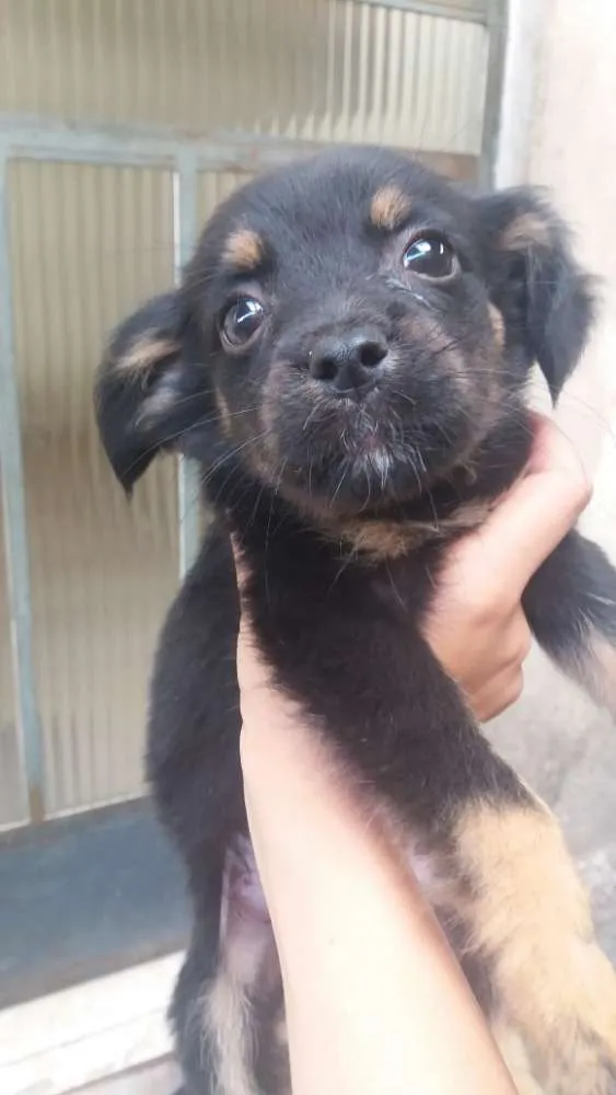 Cachorro raça Vira lata idade 2 a 6 meses nome Lindos filhotinho