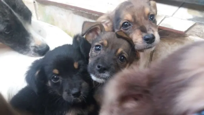 Cachorro raça Vira lata idade 2 a 6 meses nome Lindos filhotinho