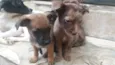 Lindos filhotinho