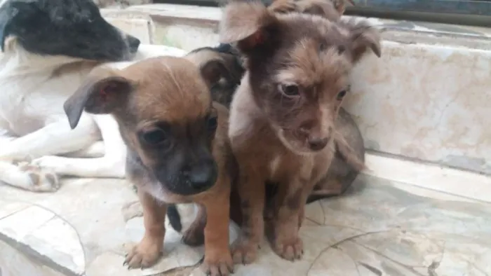Cachorro raça Vira lata idade 2 a 6 meses nome Lindos filhotinho