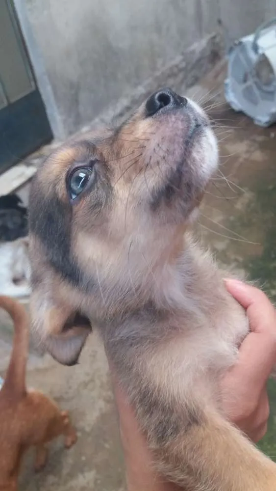 Cachorro raça Vira lata idade 2 a 6 meses nome Lindos filhotinho