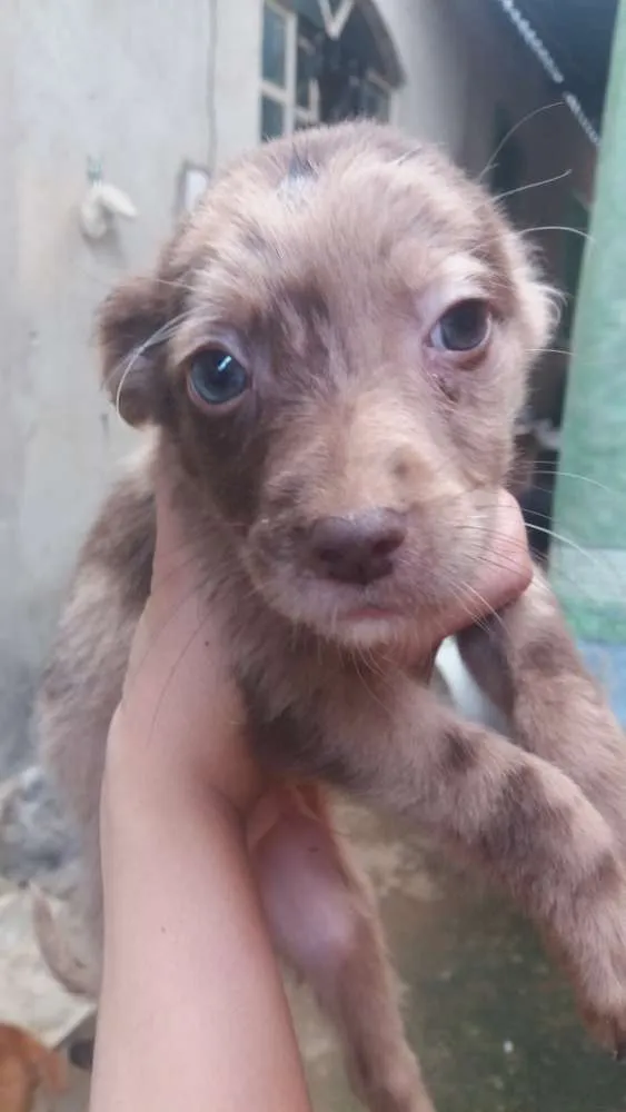Cachorro raça Vira lata idade 2 a 6 meses nome Lindos filhotinho