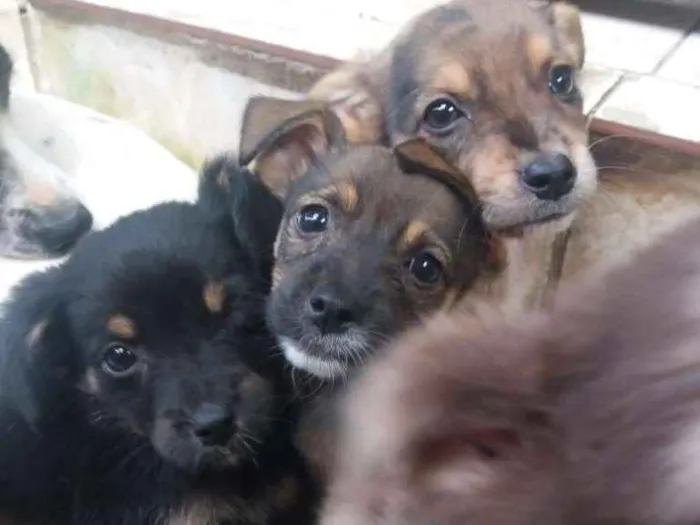 Cachorro raça Vira lata idade 2 a 6 meses nome Lindos filhotinho