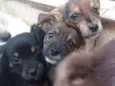 Lindos filhotinho