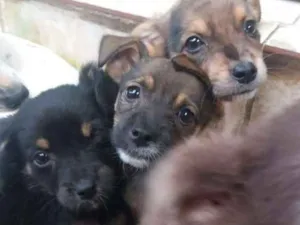 Cachorro raça Vira lata idade 2 a 6 meses nome Lindos filhotinho