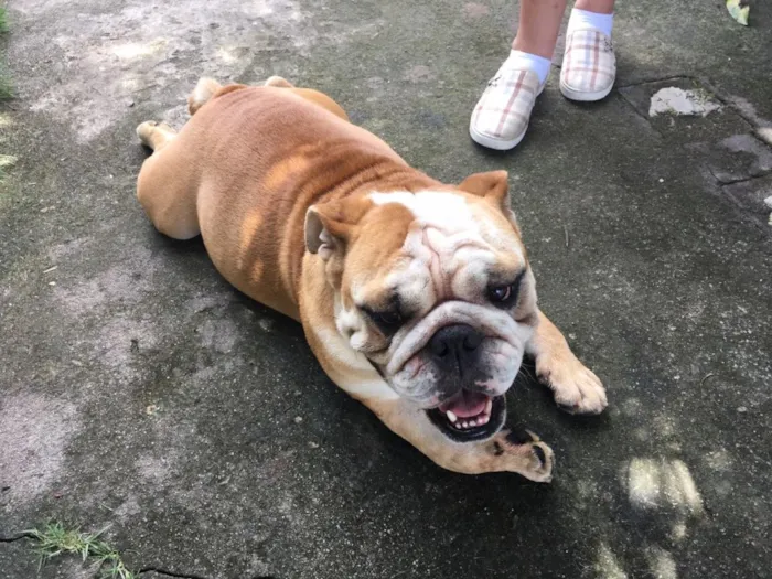 Cachorro raça Bulldog inglês idade 4 anos nome Klimt