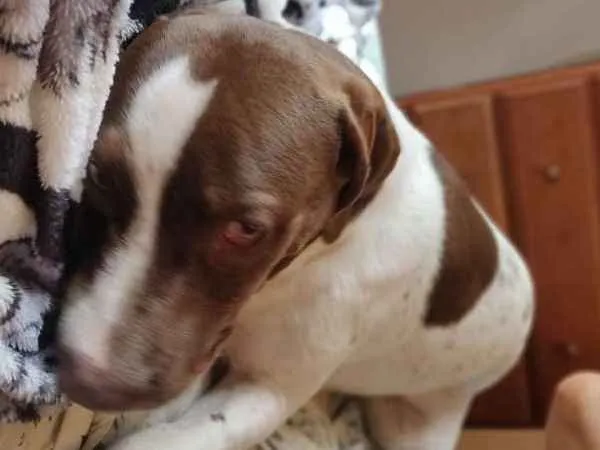 Cachorro ra a Pitbull/Labrador idade 7 a 11 meses nome Paçoca