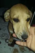 Estrela, Dog e Dudu