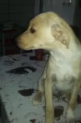 Estrela, Dog e Dudu