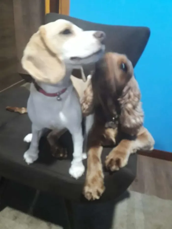 Cachorro raça Beagle idade 7 a 11 meses nome Belinha