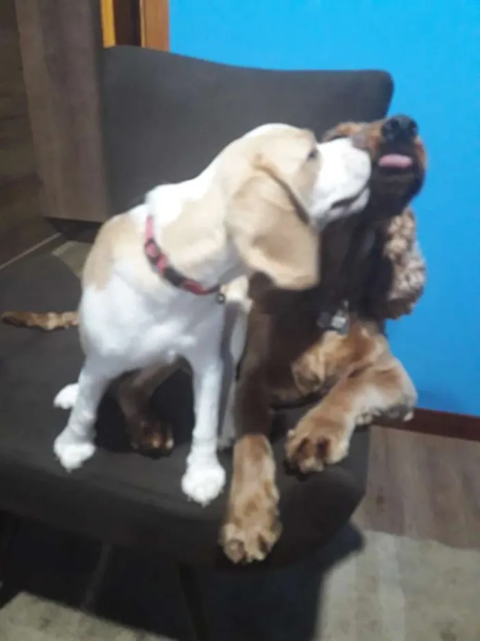 Cachorro raça Beagle idade 7 a 11 meses nome Belinha