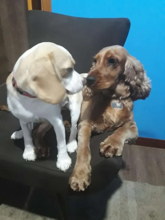 Cachorro raça Beagle idade 7 a 11 meses nome Belinha