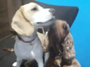 Cachorro raça Beagle idade 7 a 11 meses nome Belinha