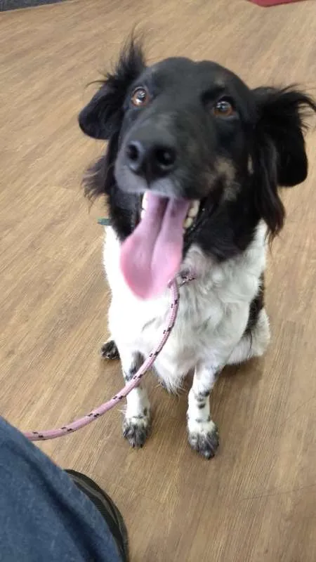 Cachorro ra a SRD idade 2 anos nome Júlia