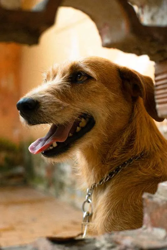 Cachorro ra a SRD idade 3 anos nome Léia