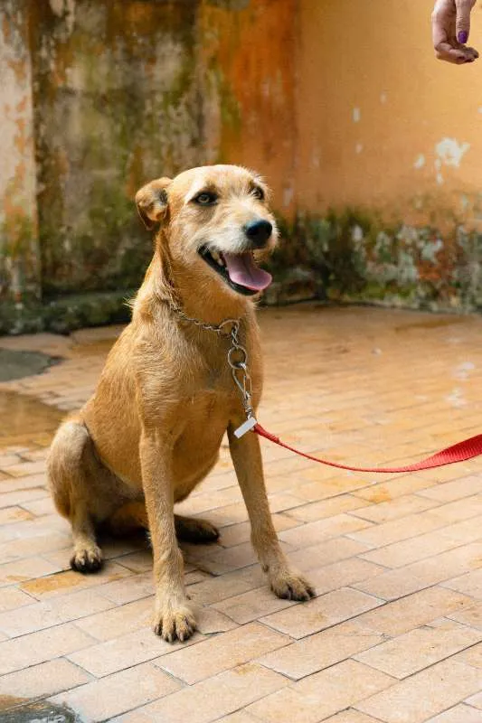 Cachorro ra a SRD idade 3 anos nome Léia