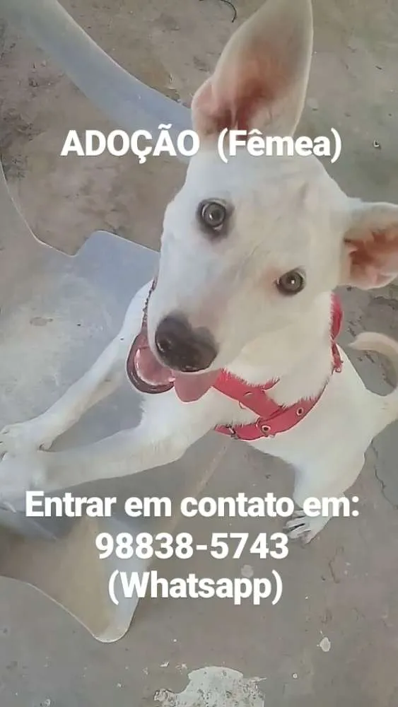 Cachorro ra a Raciada com labrador  idade 2 a 6 meses nome Tequila 