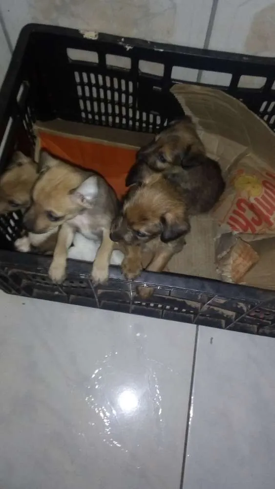 Cachorro ra a Viralatas idade Abaixo de 2 meses nome Não tem nome
