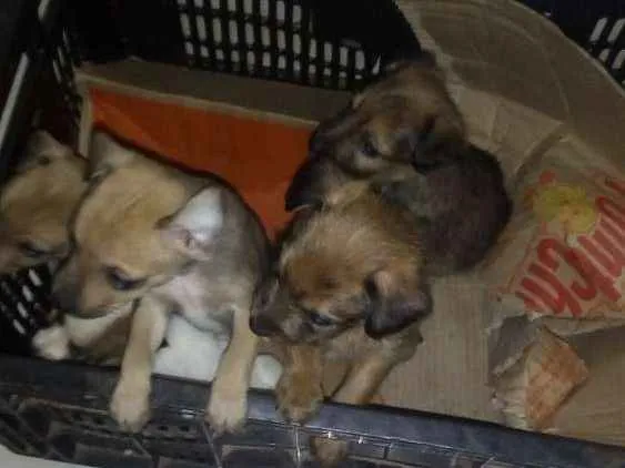 Cachorro ra a Viralatas idade Abaixo de 2 meses nome Não tem nome