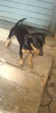 Tico