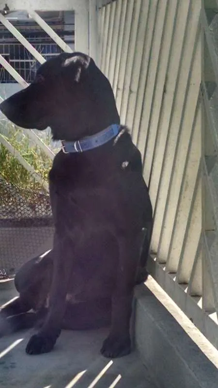 Cachorro ra a Labrador idade 7 a 11 meses nome Legolas