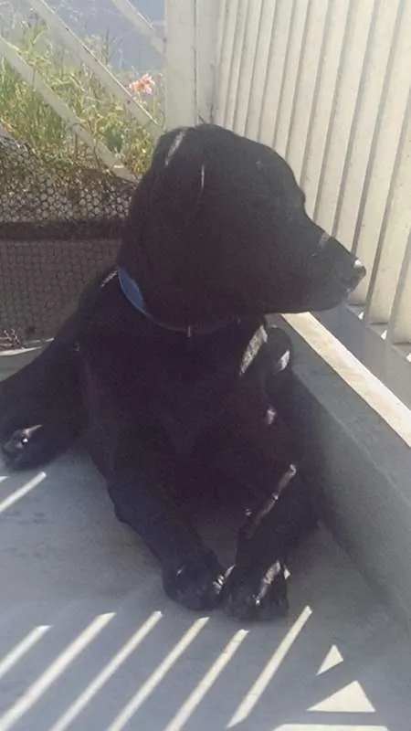 Cachorro ra a Labrador idade 7 a 11 meses nome Legolas