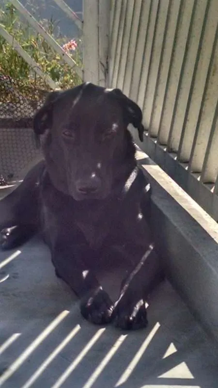 Cachorro ra a Labrador idade 7 a 11 meses nome Legolas