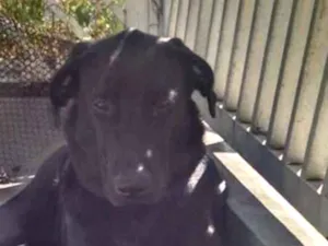Cachorro raça Labrador idade 7 a 11 meses nome Legolas