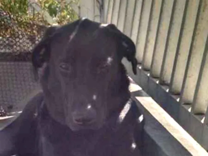 Cachorro ra a Labrador idade 7 a 11 meses nome Legolas