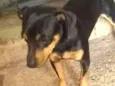 Tico