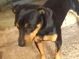 Cachorro raça Srd idade 1 ano nome Tico