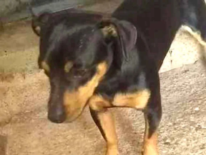 Cachorro ra a Srd idade 1 ano nome Tico