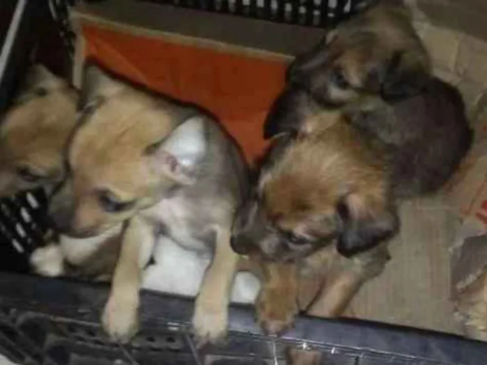Cachorro ra a Viralatas idade Abaixo de 2 meses nome Não tem nome