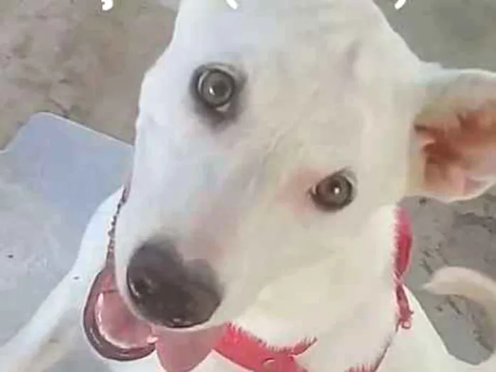 Cachorro ra a Raciada com labrador  idade 2 a 6 meses nome Tequila 