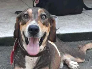 Cachorro raça Srd idade 3 anos nome Cavalinho