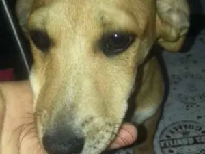 Cachorro raça SRD idade 2 a 6 meses nome Estrela, Dog e Dudu