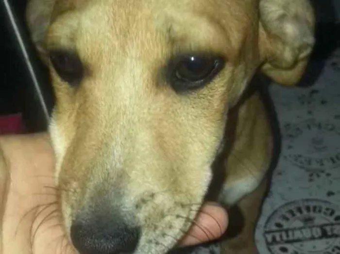 Cachorro ra a SRD idade 2 a 6 meses nome Estrela, Dog e Dudu