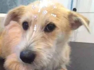 Cachorro raça SRD idade 1 ano nome xxx