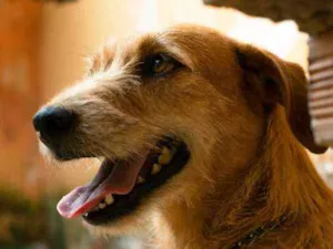 Cachorro raça SRD idade 3 anos nome Léia