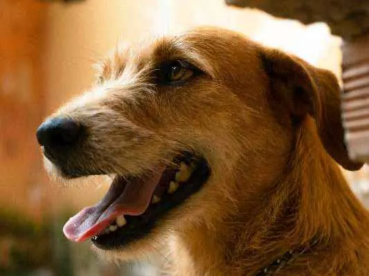 Cachorro ra a SRD idade 3 anos nome Léia