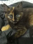 Tekila