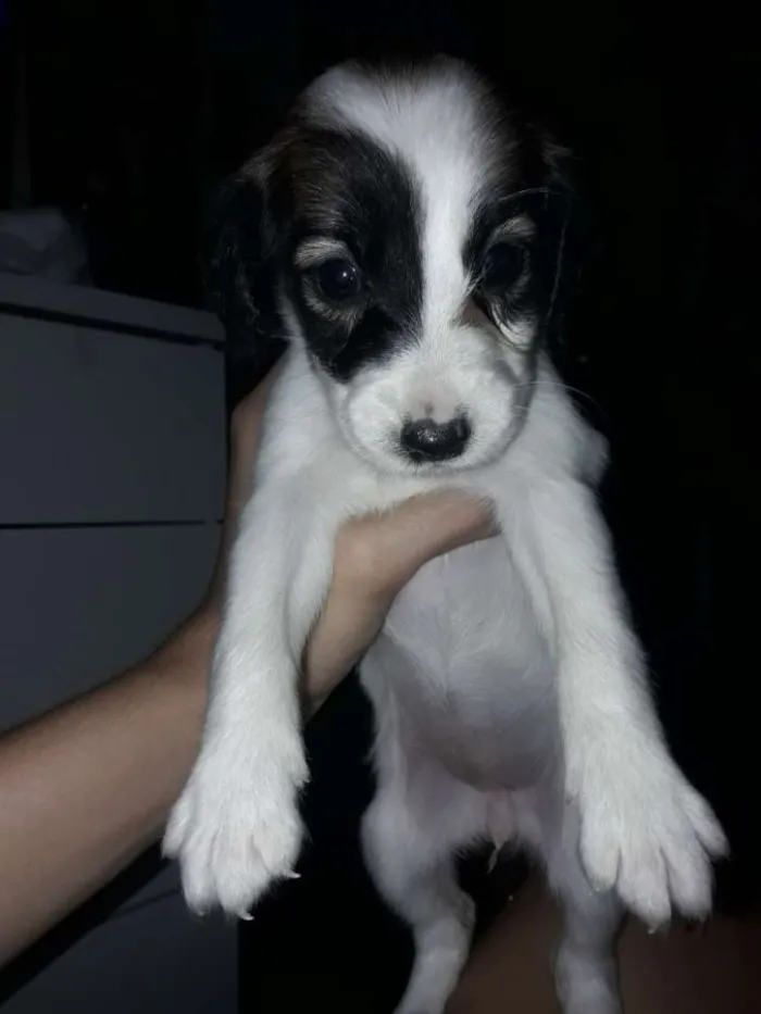 Cachorro ra a mestiça idade Abaixo de 2 meses nome não tem nome ainda